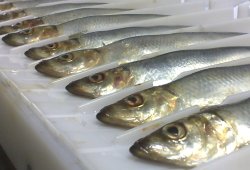 Herring in Swedefish pocket