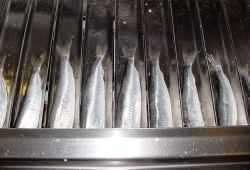 Herring in VMK pocket