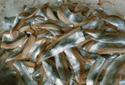 Boneless Herring fillets