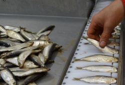Sprats in pocketconveyor
