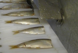 Headcutting sprats