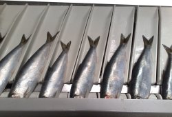 Herring in Baader pocket