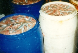 Herring in barrels