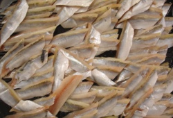 Sprat fillets
